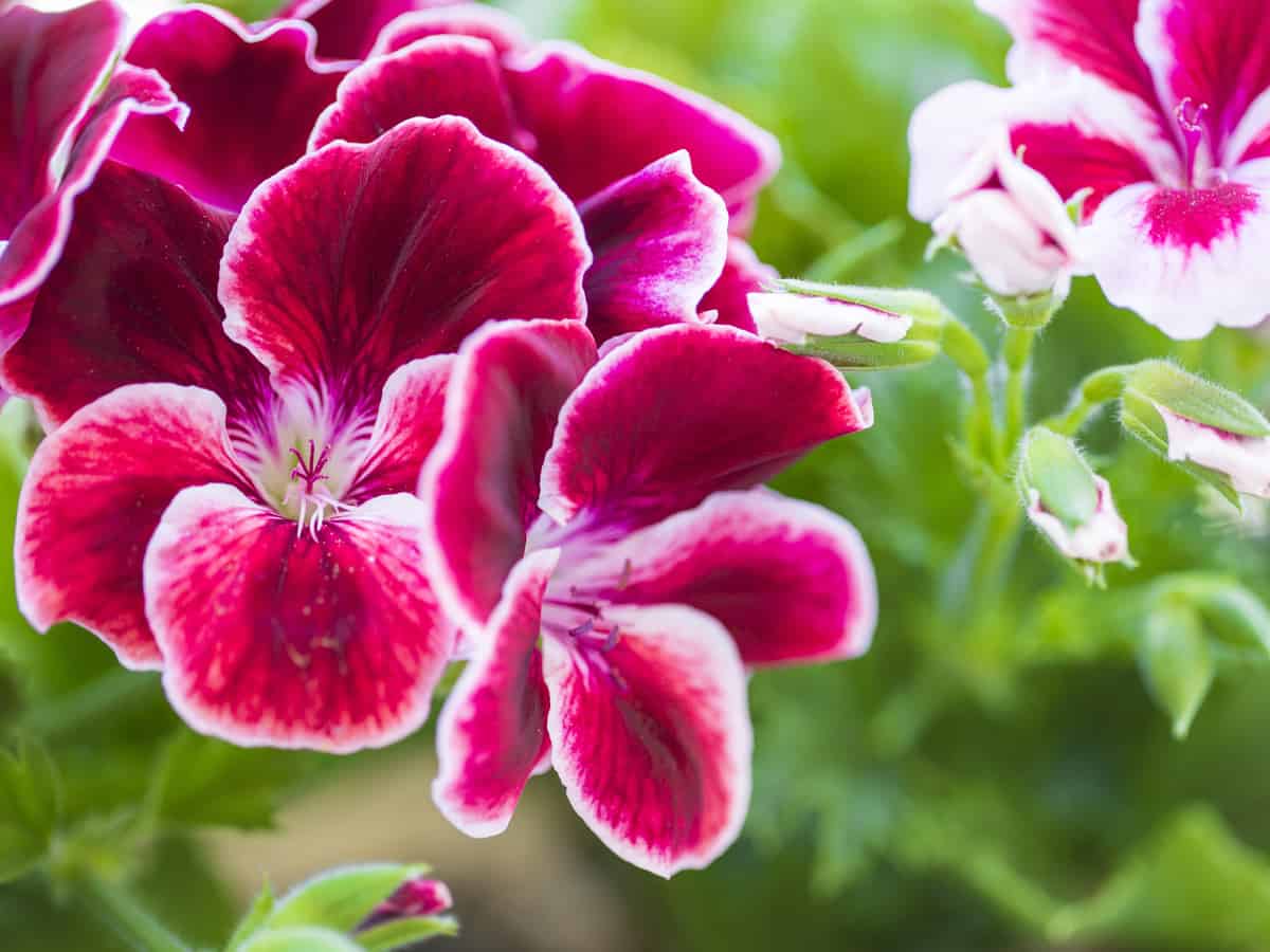 geraniums come in a variety of scents