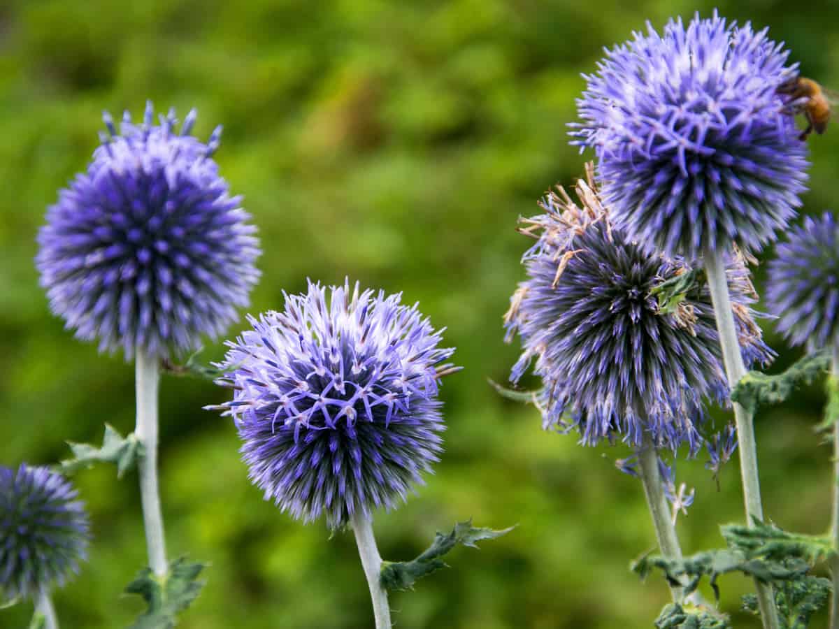 globe thistle attracts pollinators