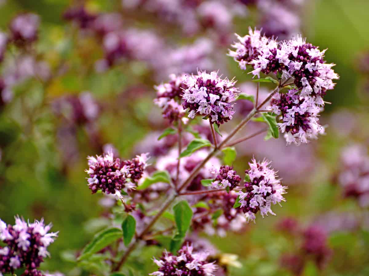 you can use Greek oregano in almost any dish