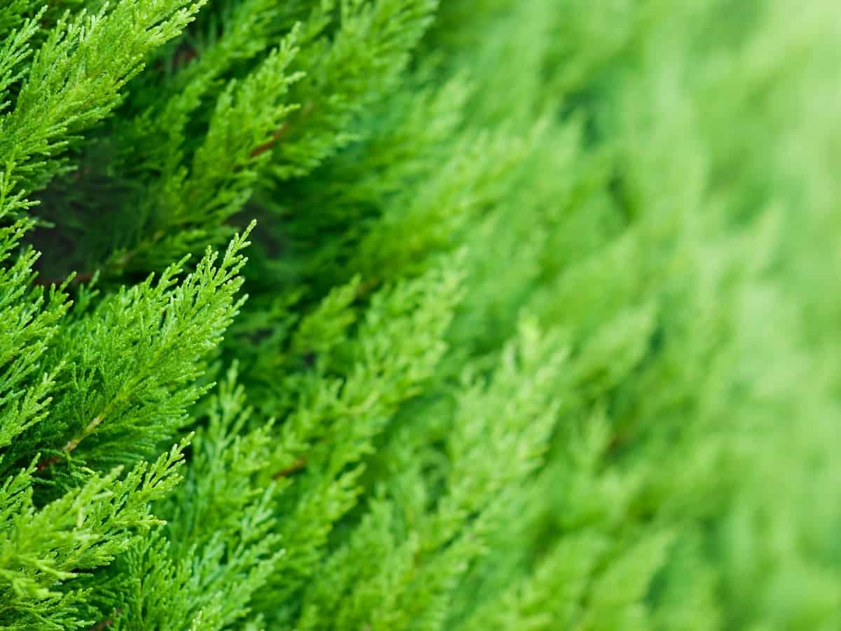 green giant arborvitae is a popular hedge plant