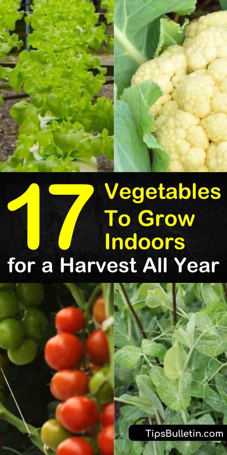 Learn how growing vegetables indoors year round is easy and fun. Even apartments with limited space have enough room for a few pots of vegetables for some much needed organic gardening. #indoor #vegetables #growvegetables