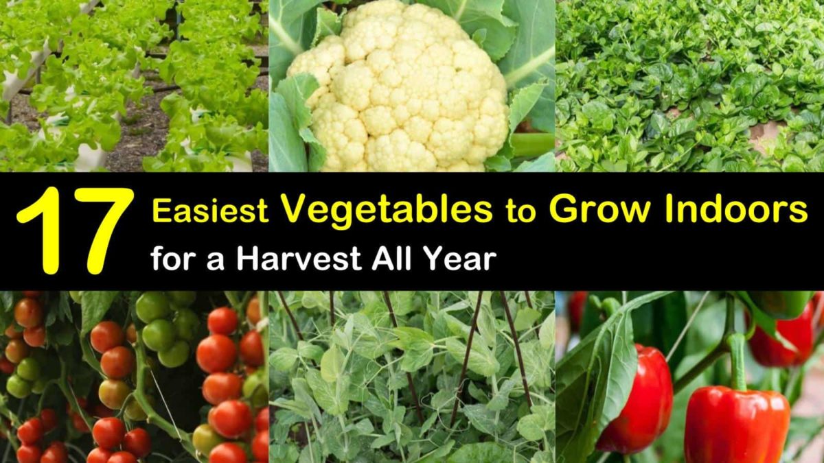 17 Easiest Vegetables To Grow Indoors for a Harvest All Year - Indoor ...