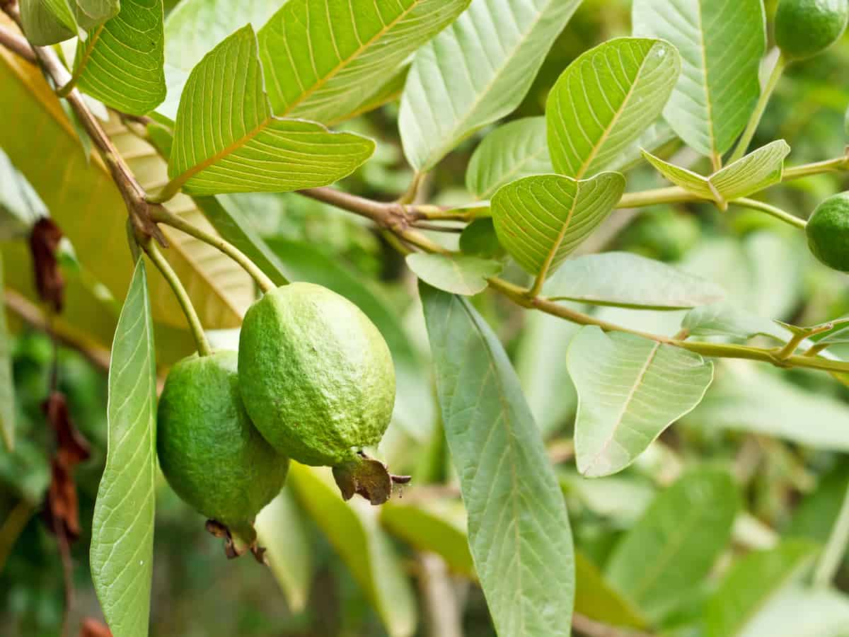 growing guava indoors is easy because it's low maintenance