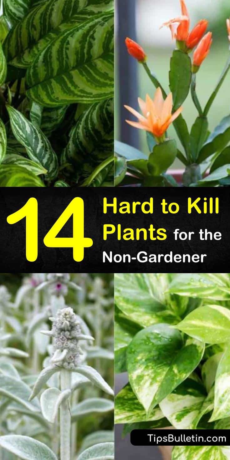 Discover 11 hard to kill houseplants for your apartment therapy needs. Try plants like aloe, succulents, and air-cleaning plants for indoor or outdoor gardening. Grow them in pots inside your home or garden to keep your surroundings green and healthy. #hardtokillplants #plants