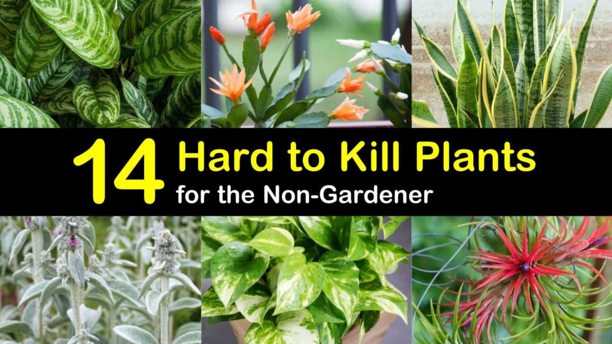 14 Hard to Kill Plants for the NonGardener