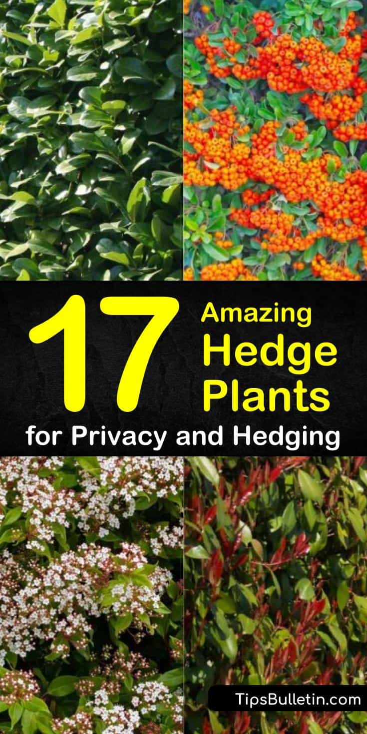 Discover the best hedge plants for your back yard with this guide to planting privacy screens. With flowering shrubs and evergreen trees, this list has all the inspiration you need to making your landscaping ideas a reality. #hedgeplants #privacy #hedges #gardening