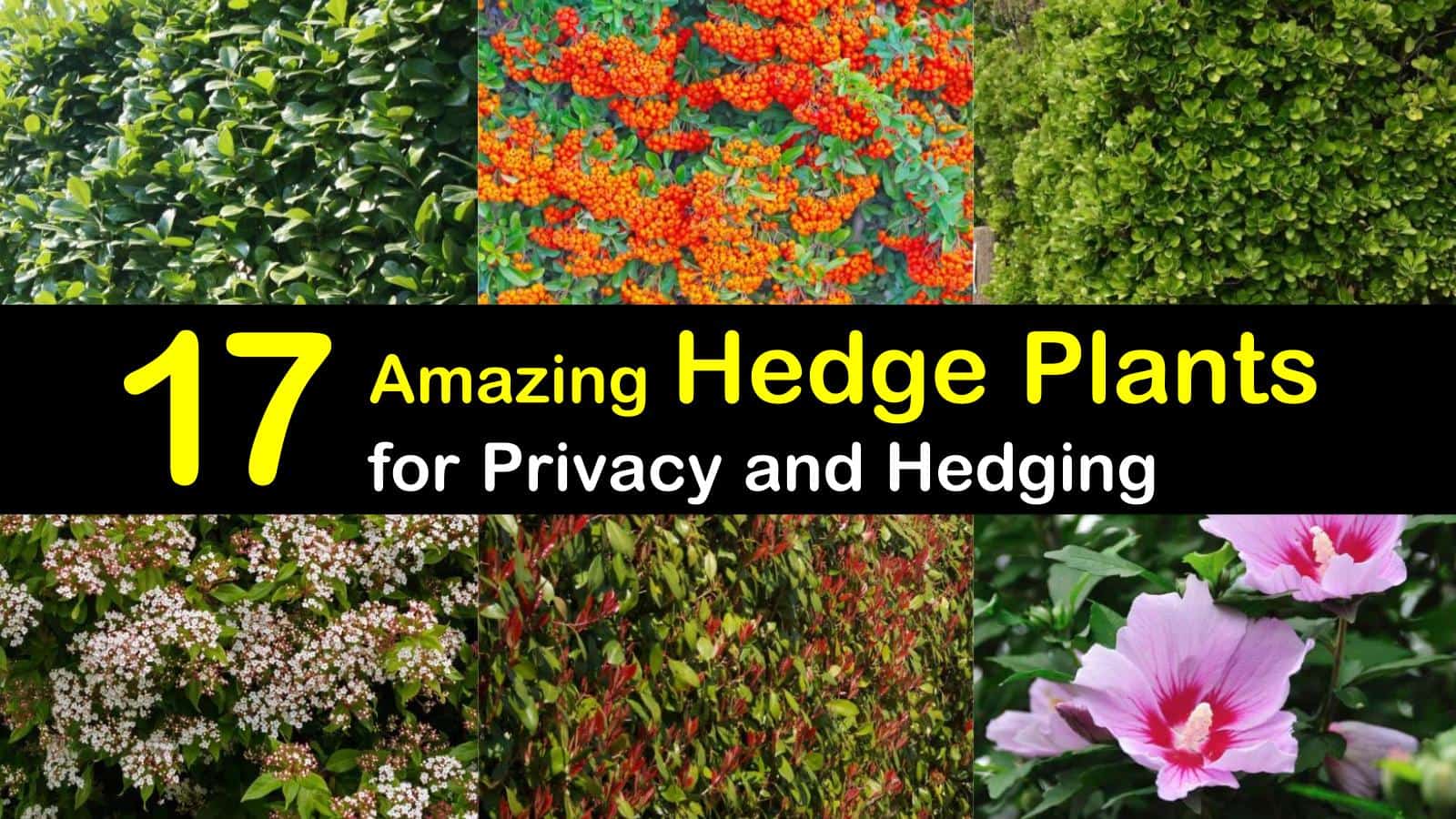 hedge plants titleimg1