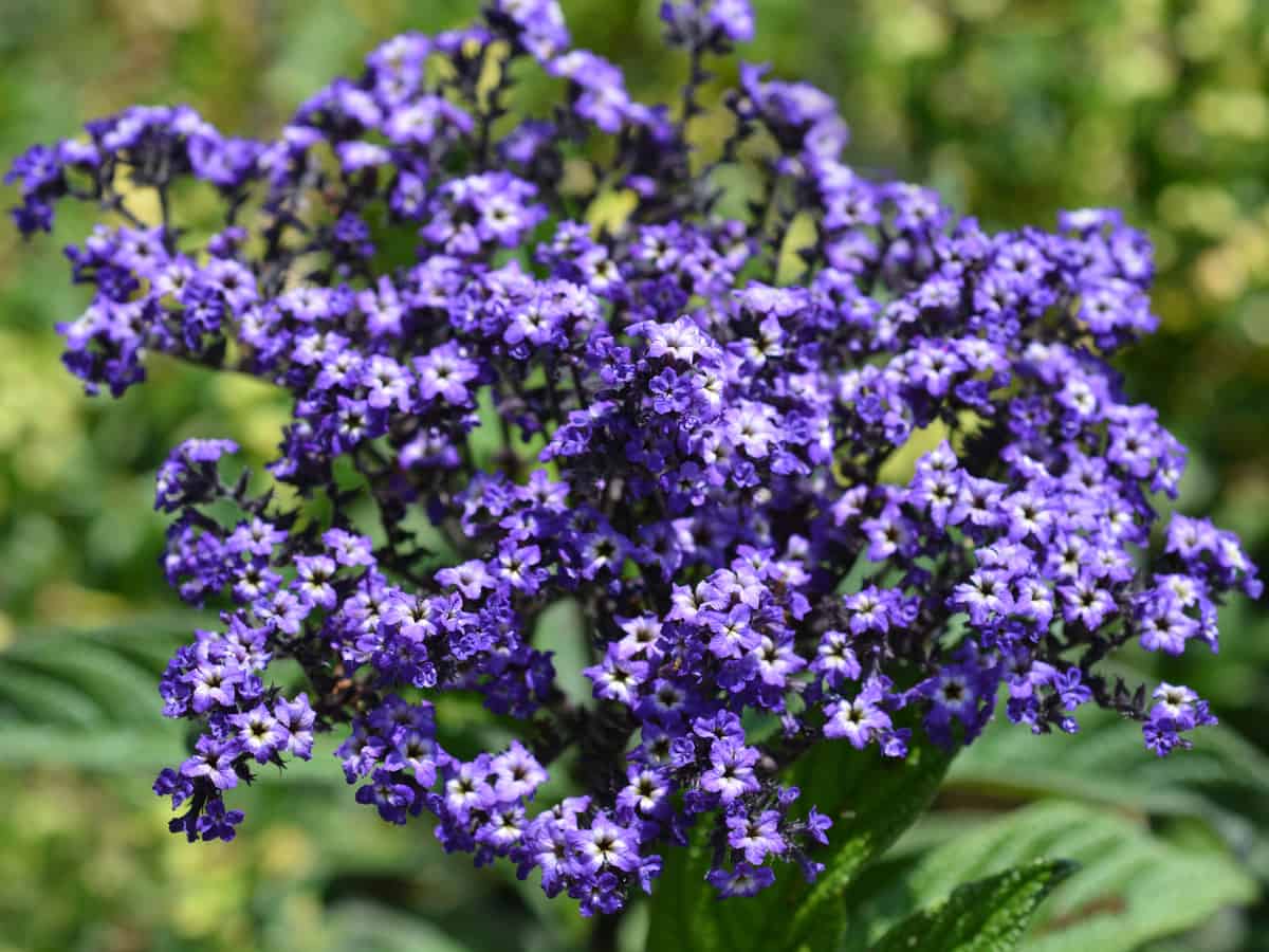 Marino blue heliotrope is the ideal hanging plant for indoor and outdoor gardens