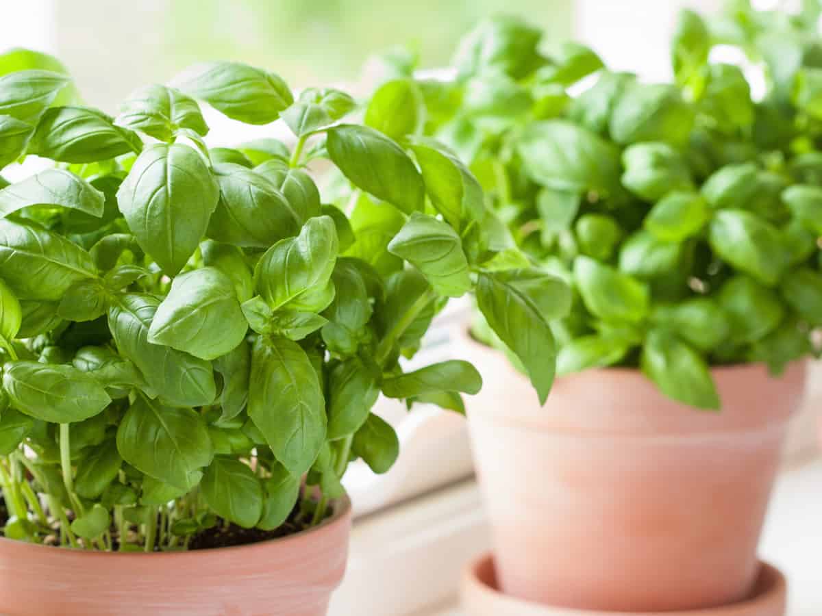 herbs do well on the windowsill in pots with good drainage