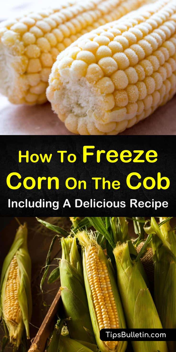 Find out how to freeze corn on the cob! If you’re used to freezing your corn without blanching, you’ll be amazed at how tasty your frozen corn can be. Get the taste of summer all year long! #freezing #cornonthecob #homepreservation