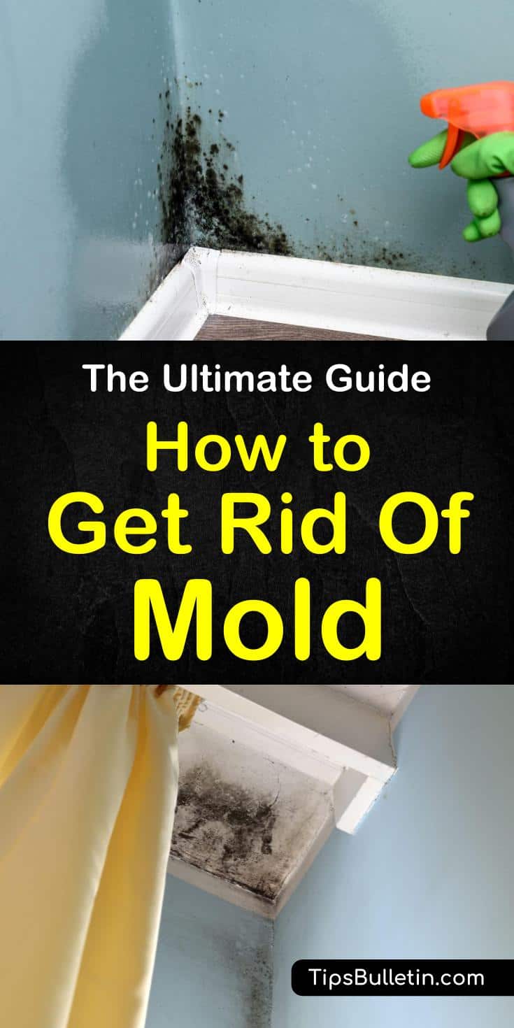Learn how to get rid of mold naturally in house. Learn tips and techniques for how to remove mold in bathroom, on walls, in carpet, on windows, and on fabric. Discover how to remove the smell associated with mold and mildew. #mold #getridofmold #killmold