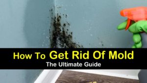 how to get rid of mold titleimg1
