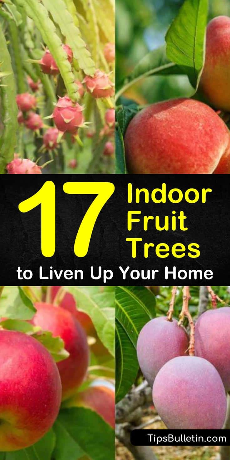 Indoor fruit trees offer the best of both worlds - you can grow the fruits you want in a contained environment and you can harvest crops all year! Most indoor fruit trees require at least some sunlight and a big enough pot to hold the roots. #indoorfruittree #growfruitindoors