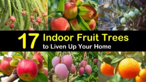 indoor fruit trees titleimg1