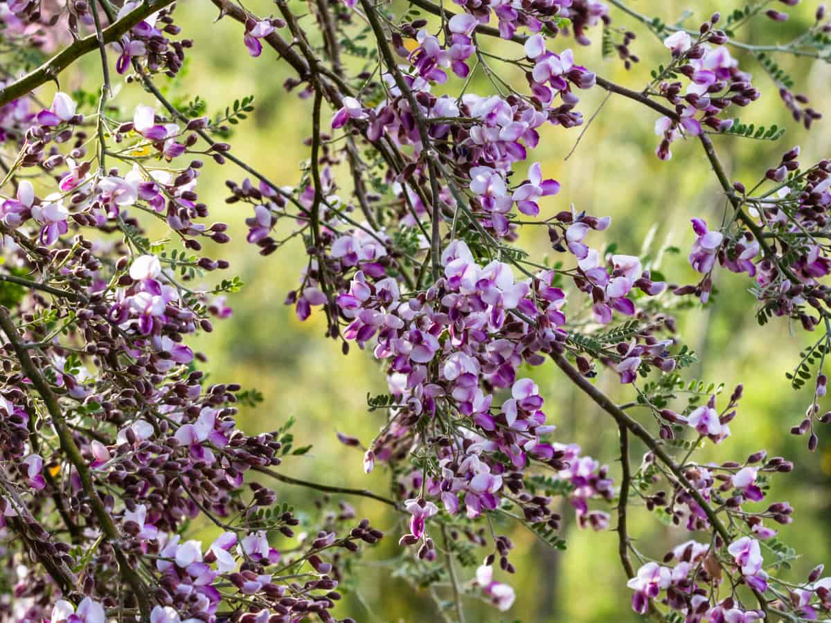 plant the ironwood in a little shade for it to do well