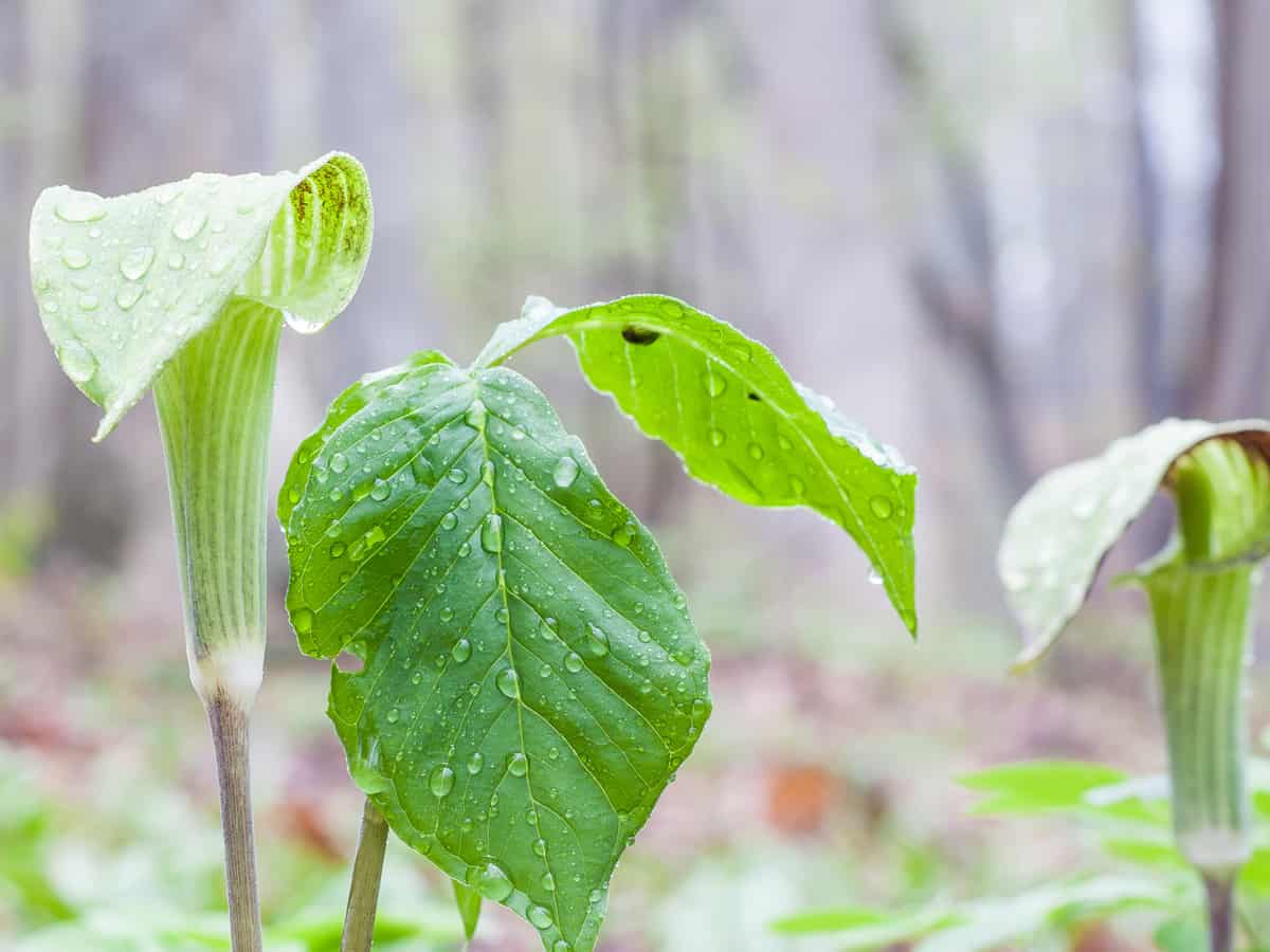 Jack-in-the-pulpit is a shade loving plant that likes swamps and marshes