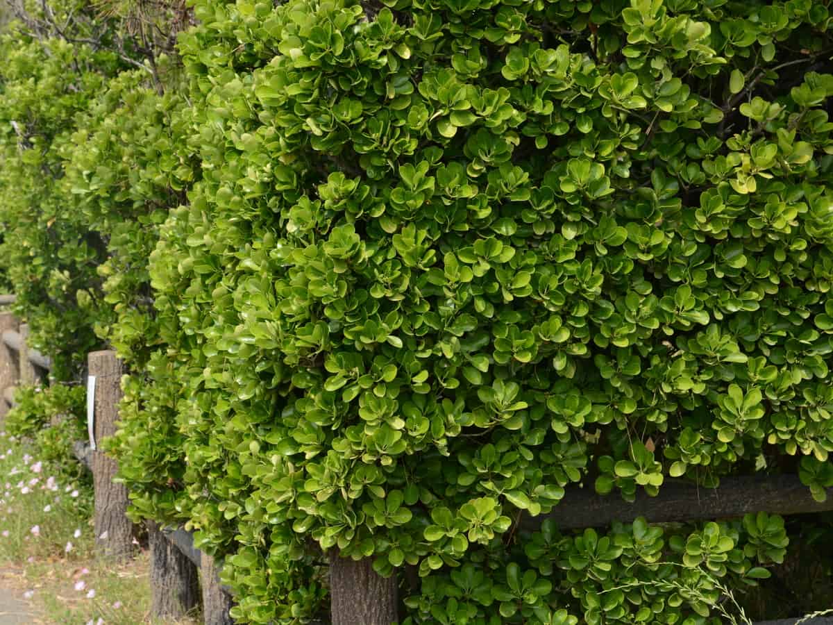 the Japanese euonymus is an oval evergreen shrub