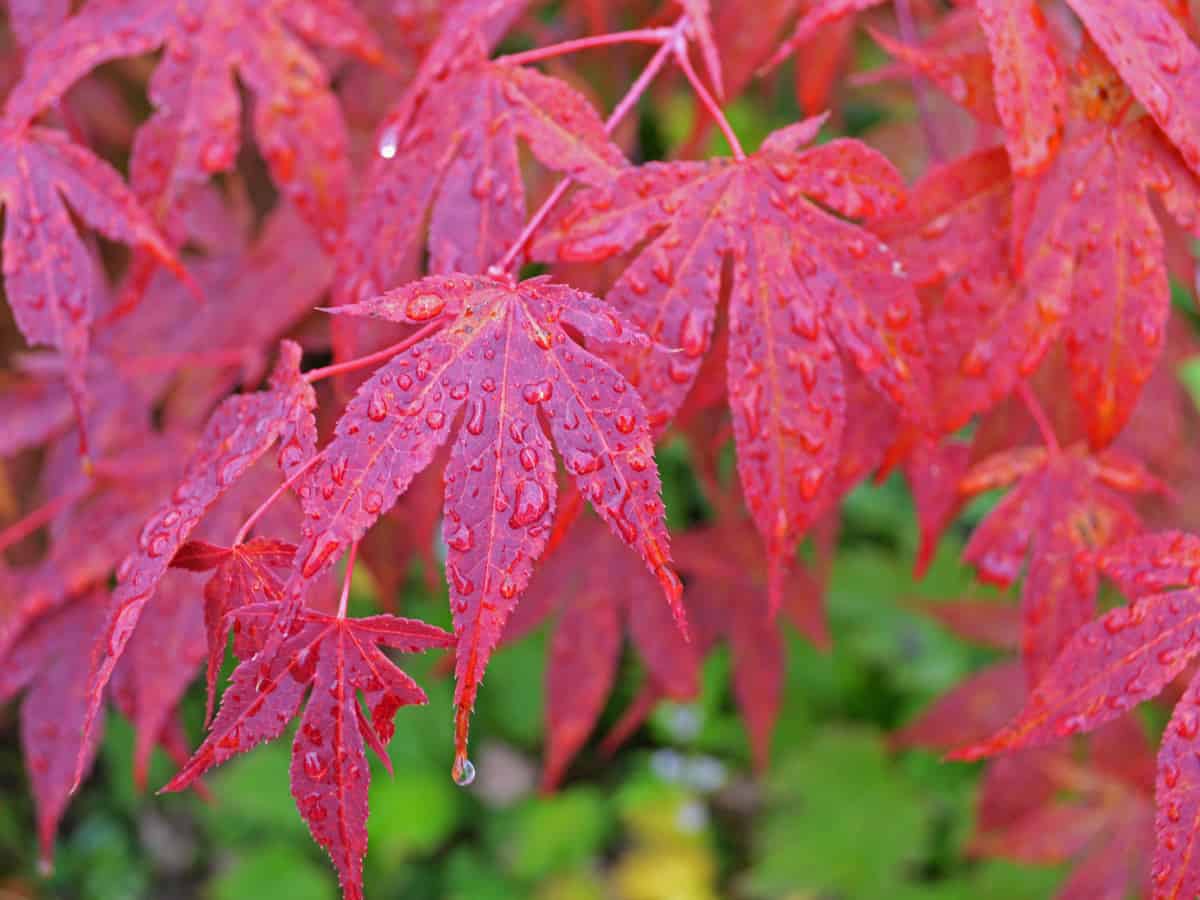 Japanese maple is a sturdy small tree with spectacular color