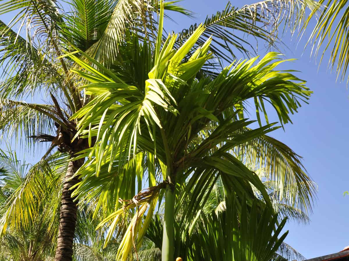 the jelly palm or pindo palm likes colder temperatures