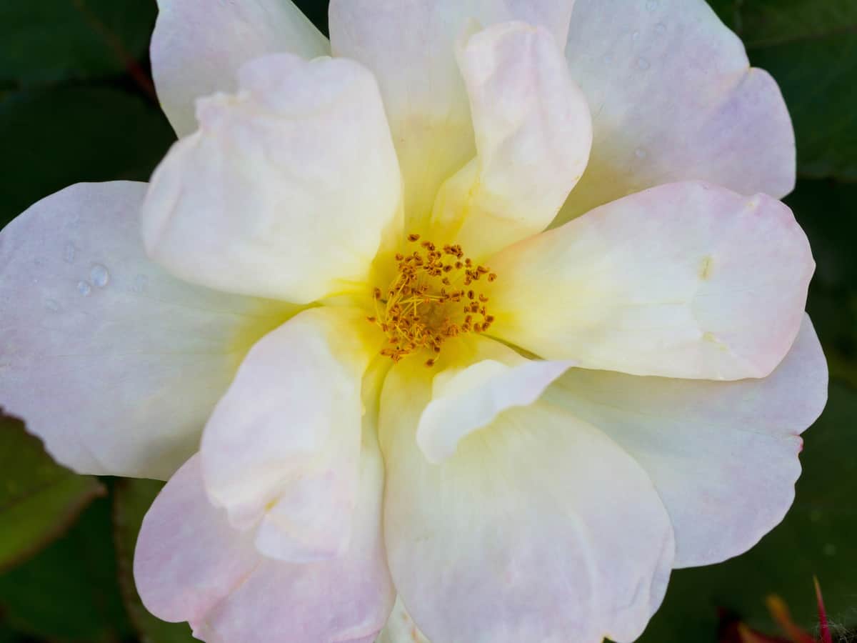 knock out rose bushes will add beauty and color to your garden