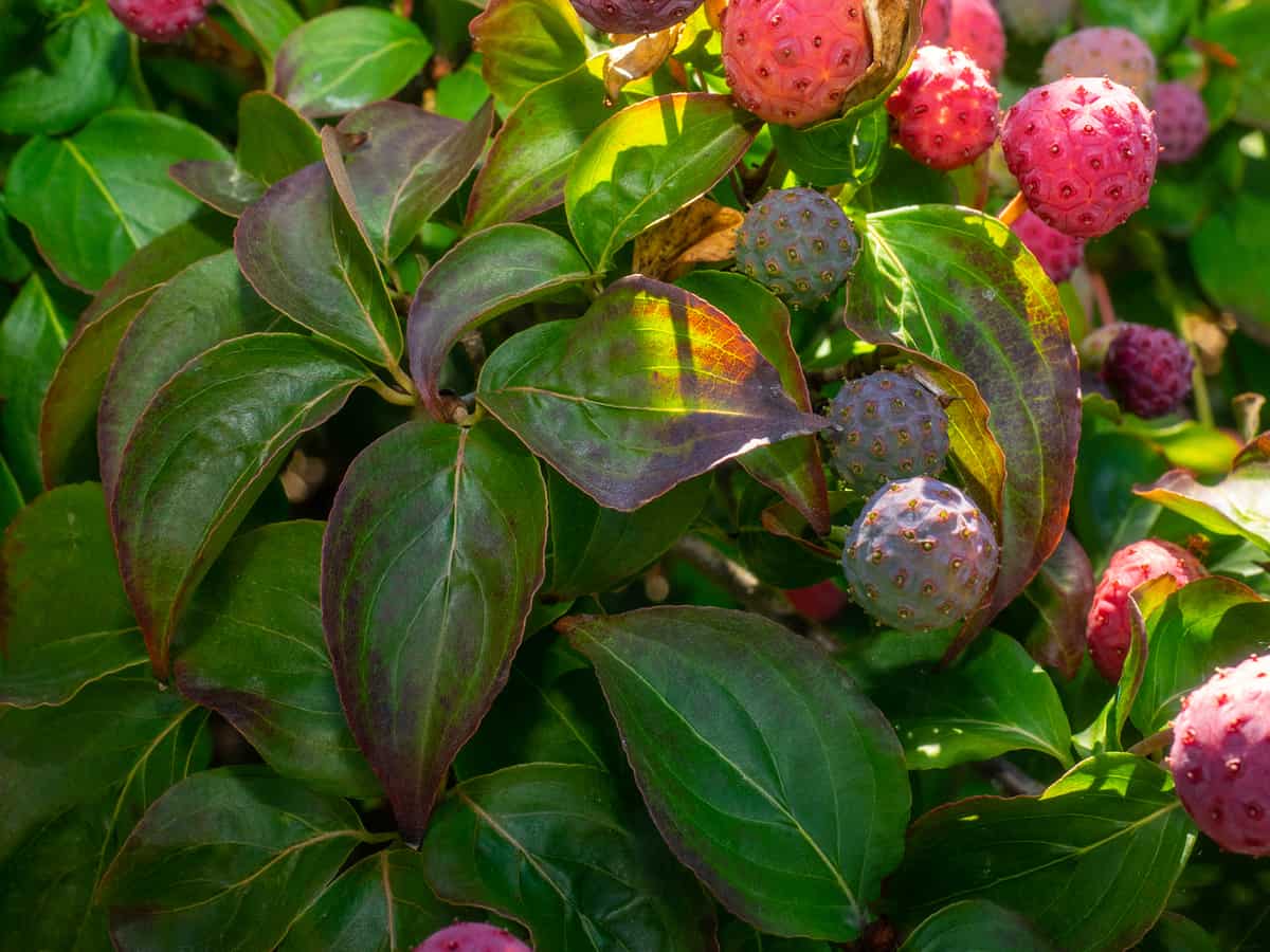 the Kousa dogwood is a handsome tree