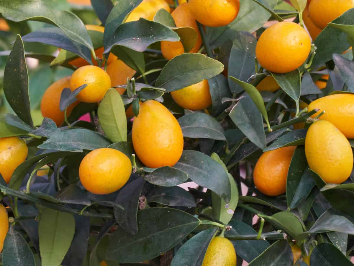 the kumquat is a small citrus tree for the garden