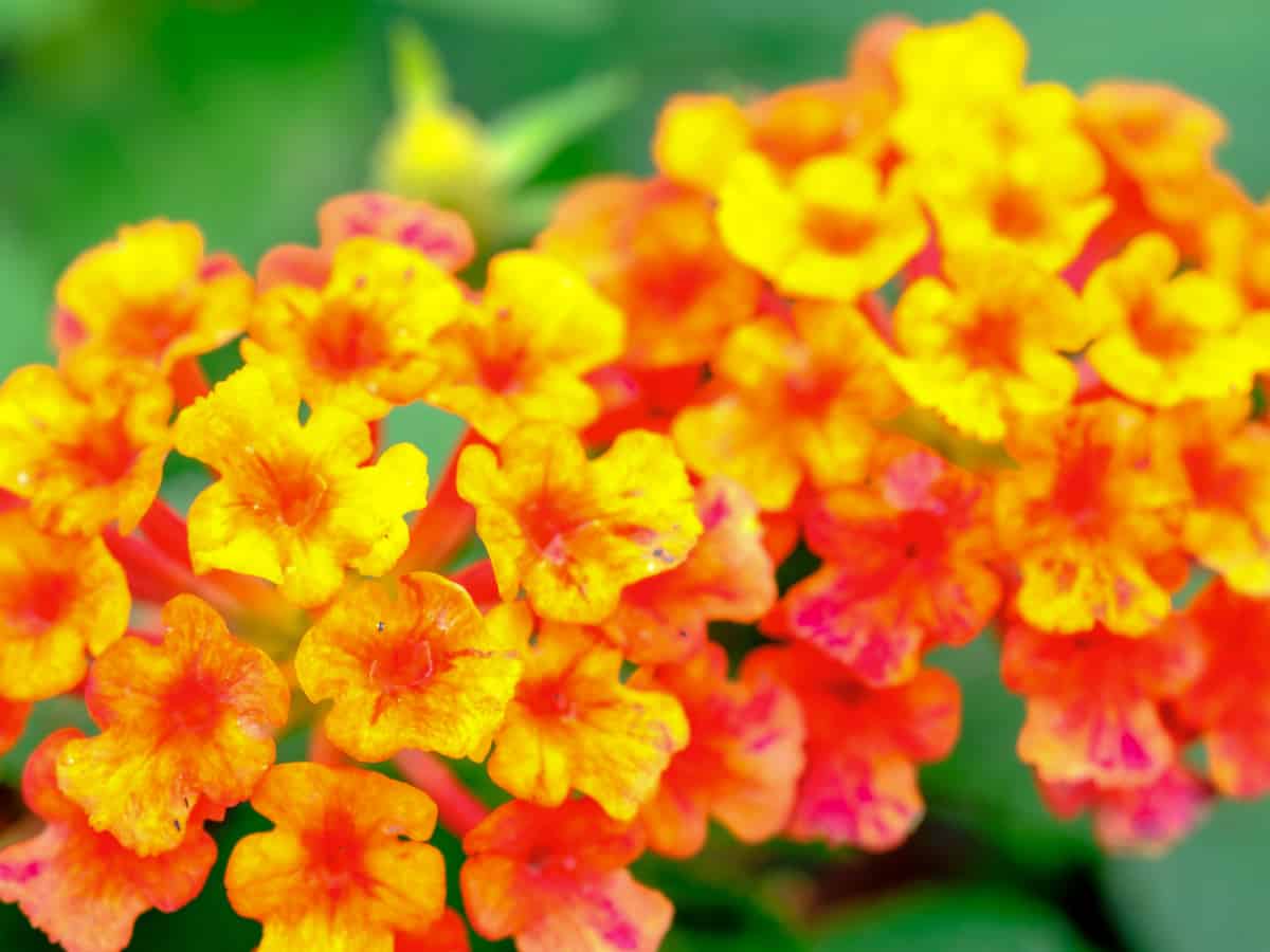 lantana is both heat and drought tolerant