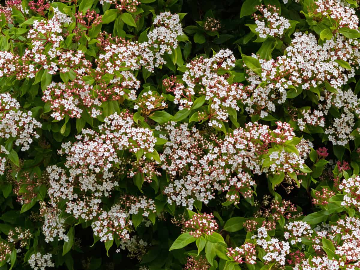 laurustinus provides an ornamental border hedge