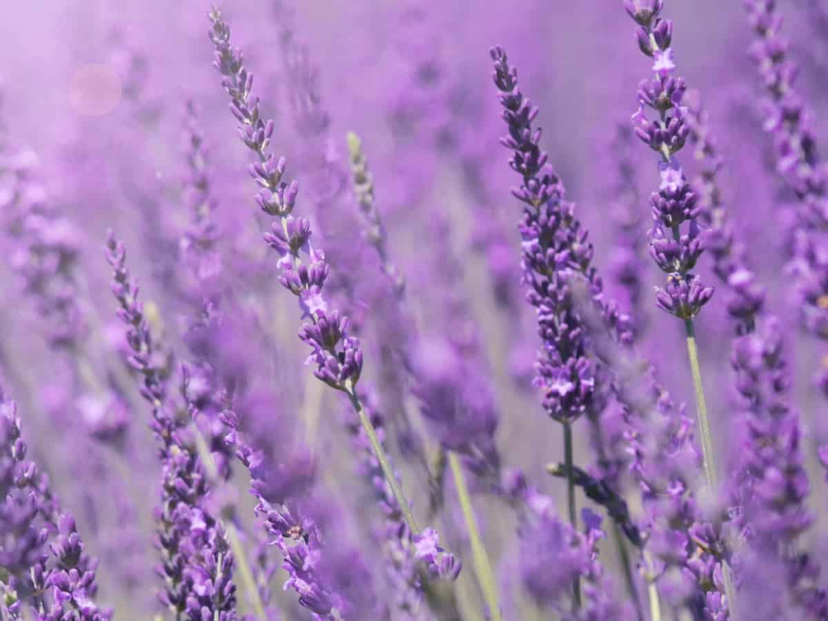 lavender works well to repel mosquitoes