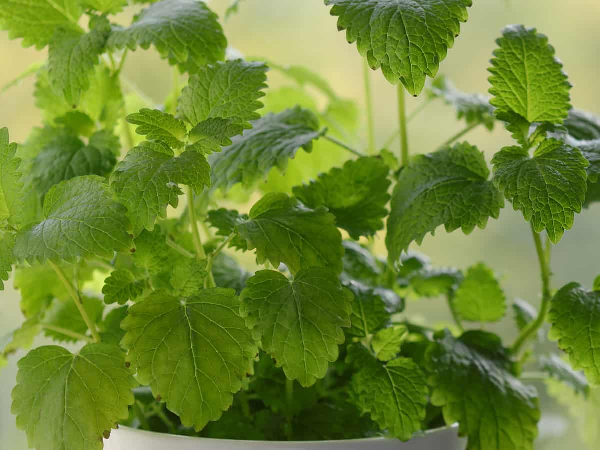 lemon balm is appropriate for planting indoors and out and repels mosquitoes wherever it grows