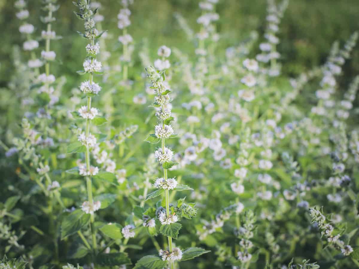 lemon balm deters mosquitoes but attracts pollinators