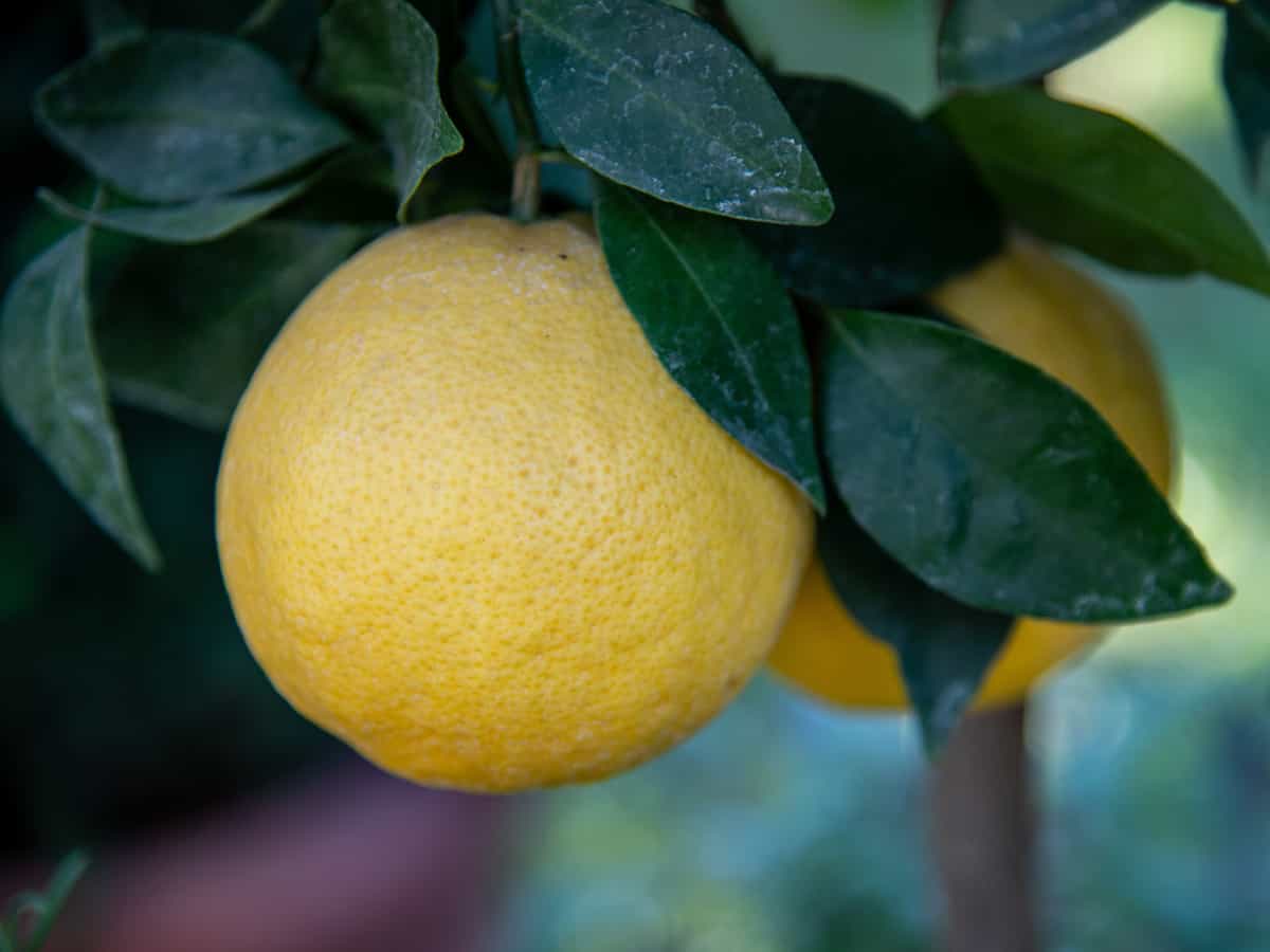 the Meyer lemon is a low maintenance fruit tree that grows well indoors