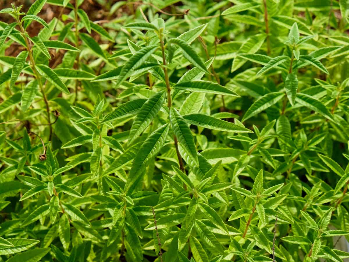 lemon verbena is a great herb for desserts and jams