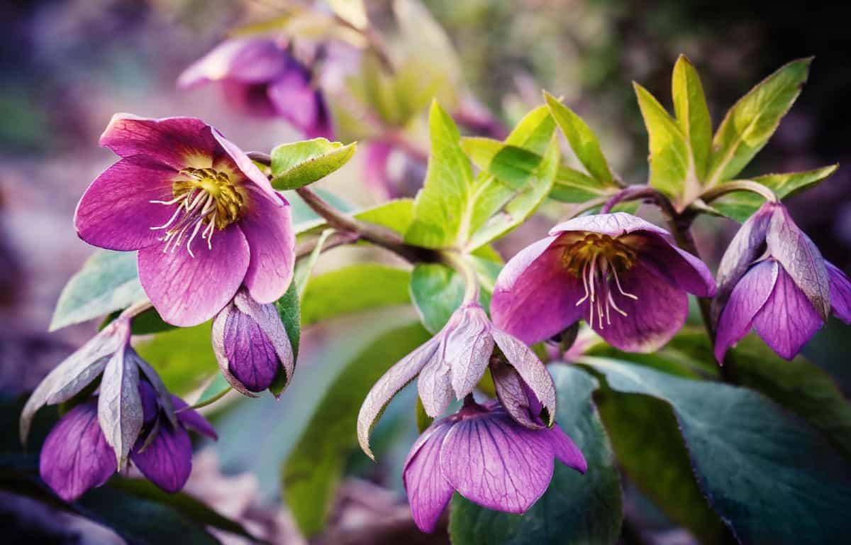 The lenten rose comes in a variety of beautiful colors.