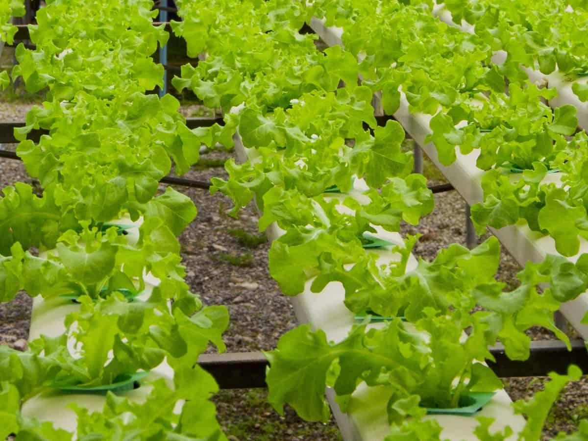 grow lettuce indoors in plastic pots for the best results