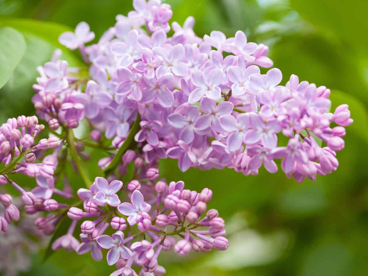 lilac is one of the most fragrant flowering plants