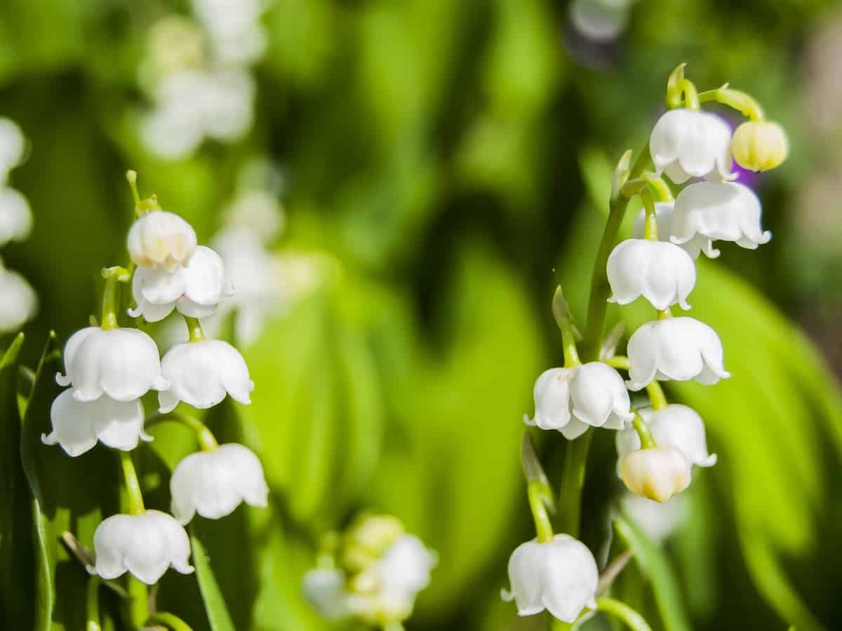 lily of the valley is perfect for a shady outdoor garden area