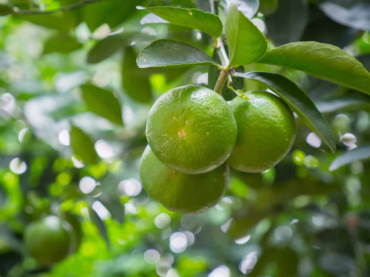 Kaffir lime is easy to grow indoors