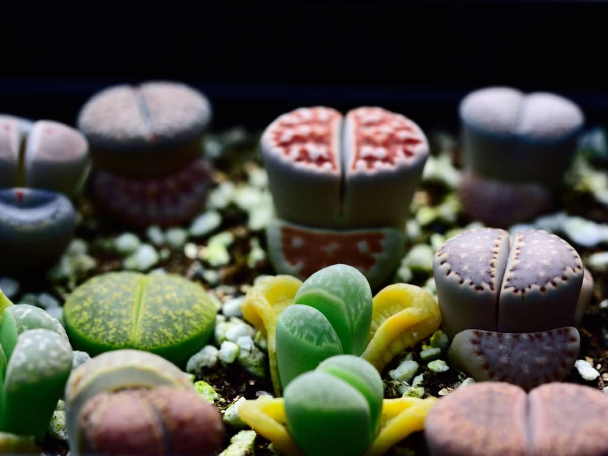 lithops, also called living stones, is drought resistant