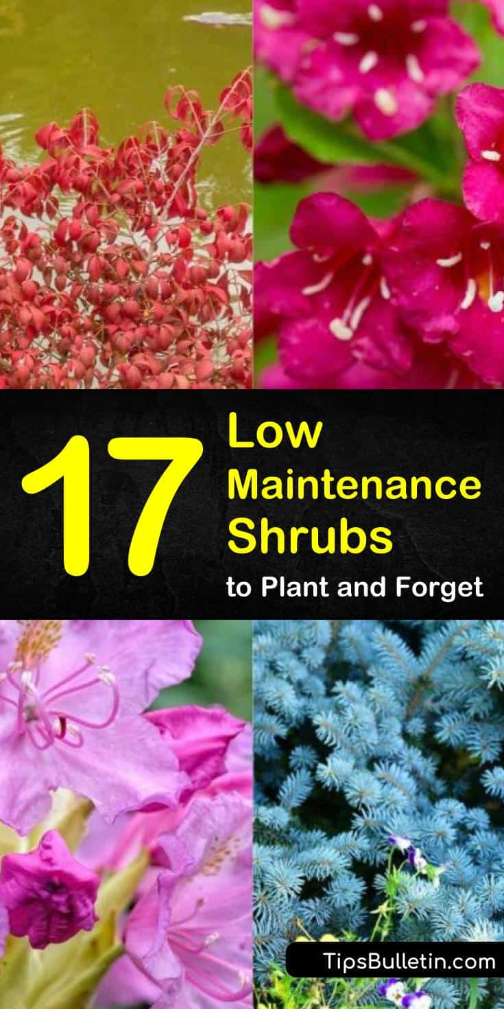 Make your front yards beautiful! In our guide, we give you landscaping ideas and look at green, drought tolerant, low maintenance shrubs. Up your home’s curb appeal with evergreen plants that love sun, pair well with perennials, and explode into white flowers! #shrubs #bushes #lowmaintenance