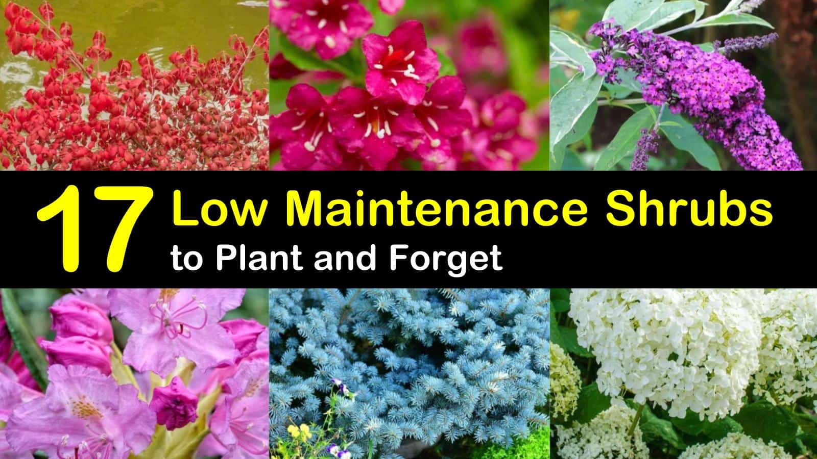 low maintenance shrubs titleimg1