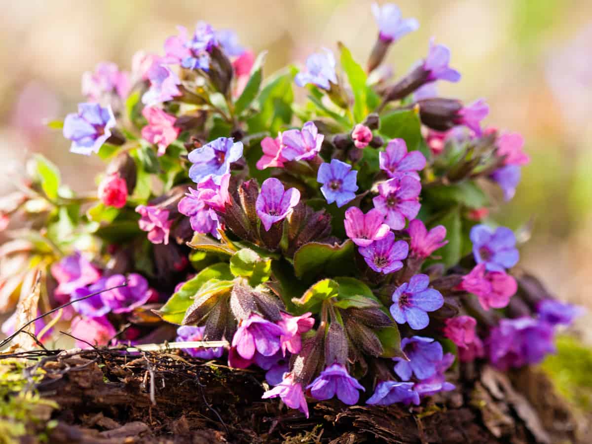 lungwort is a shade loving plant with beautiful blue purple flowers