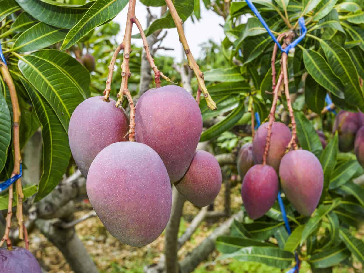 an indoor mango tree needs moist soil to do well