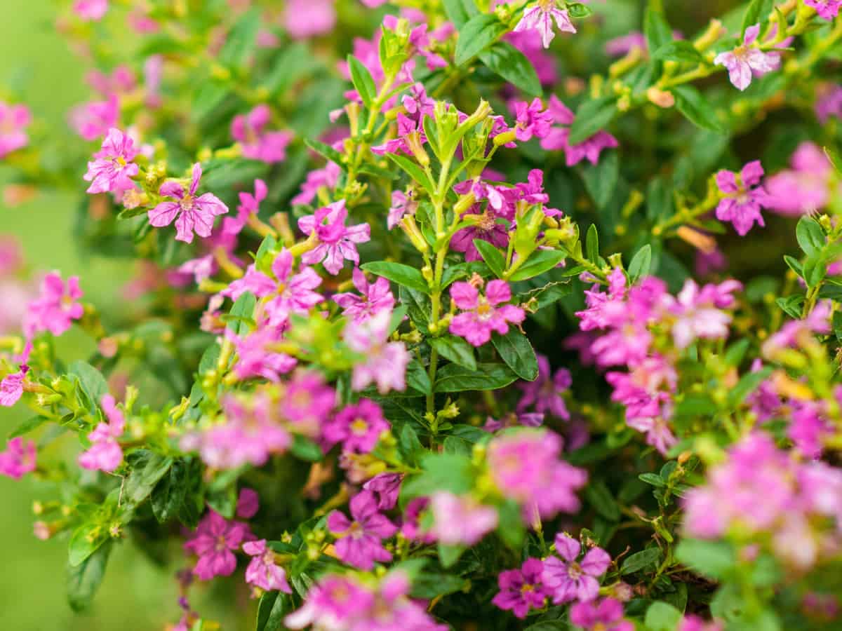 Mexican heather is a beautiful flowering ground cover