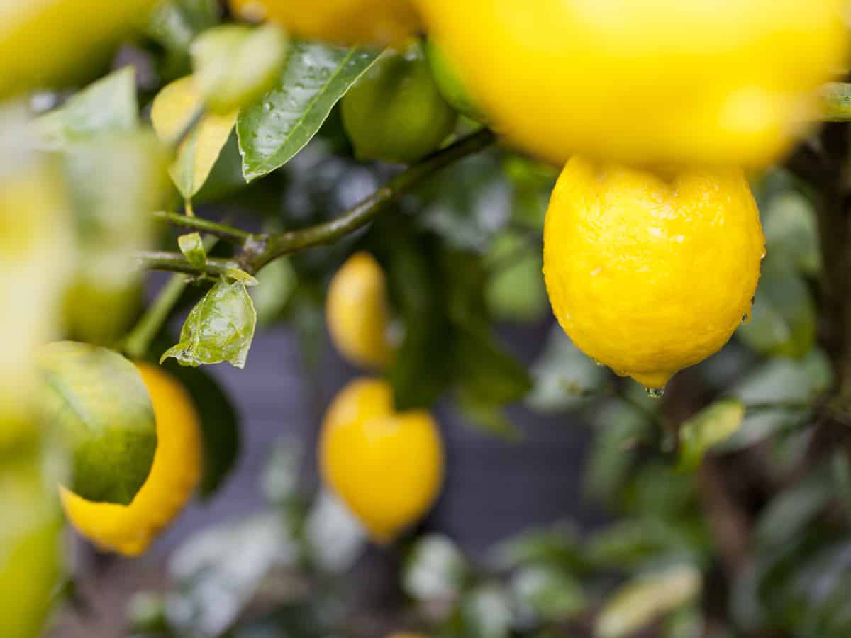 enjoy the aroma of a Meyer lemon tree in your garden