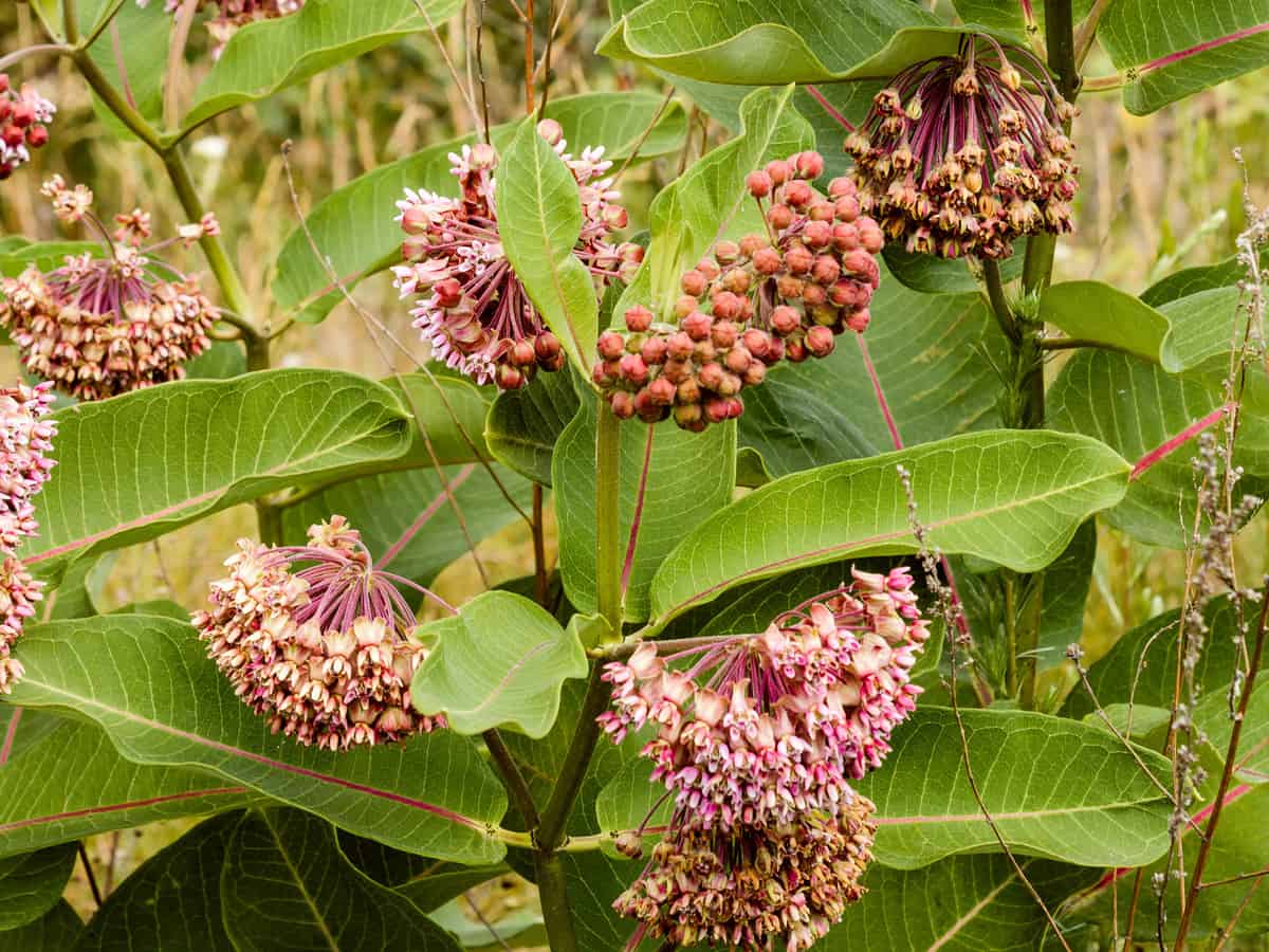 plant milkweed to attract monarch butterflies