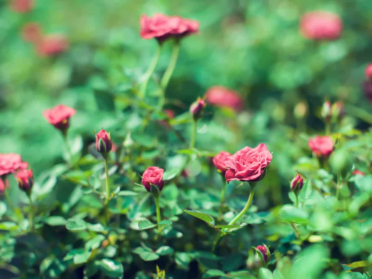 miniature rose bushes add whimsy to any garden area