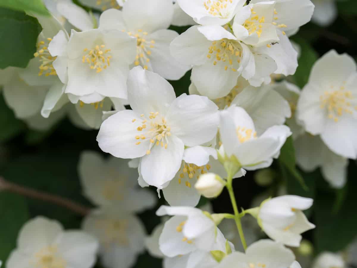 mock orange is a plant that has a pleasant, citrusy aroma