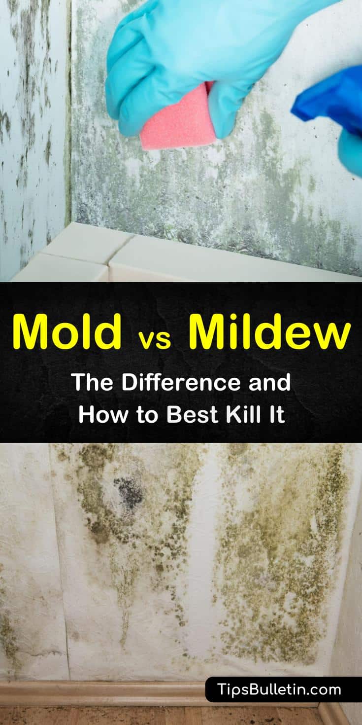 Mold vs mildew - the difference and how to best kill it is an important study to keep your family safe and healthy. Our guide shows you how to tell mold from mildew and provides great DIY cleaning remedies featuring hydrogen peroxide and vinegar. #moldandmildew #mold #mildew