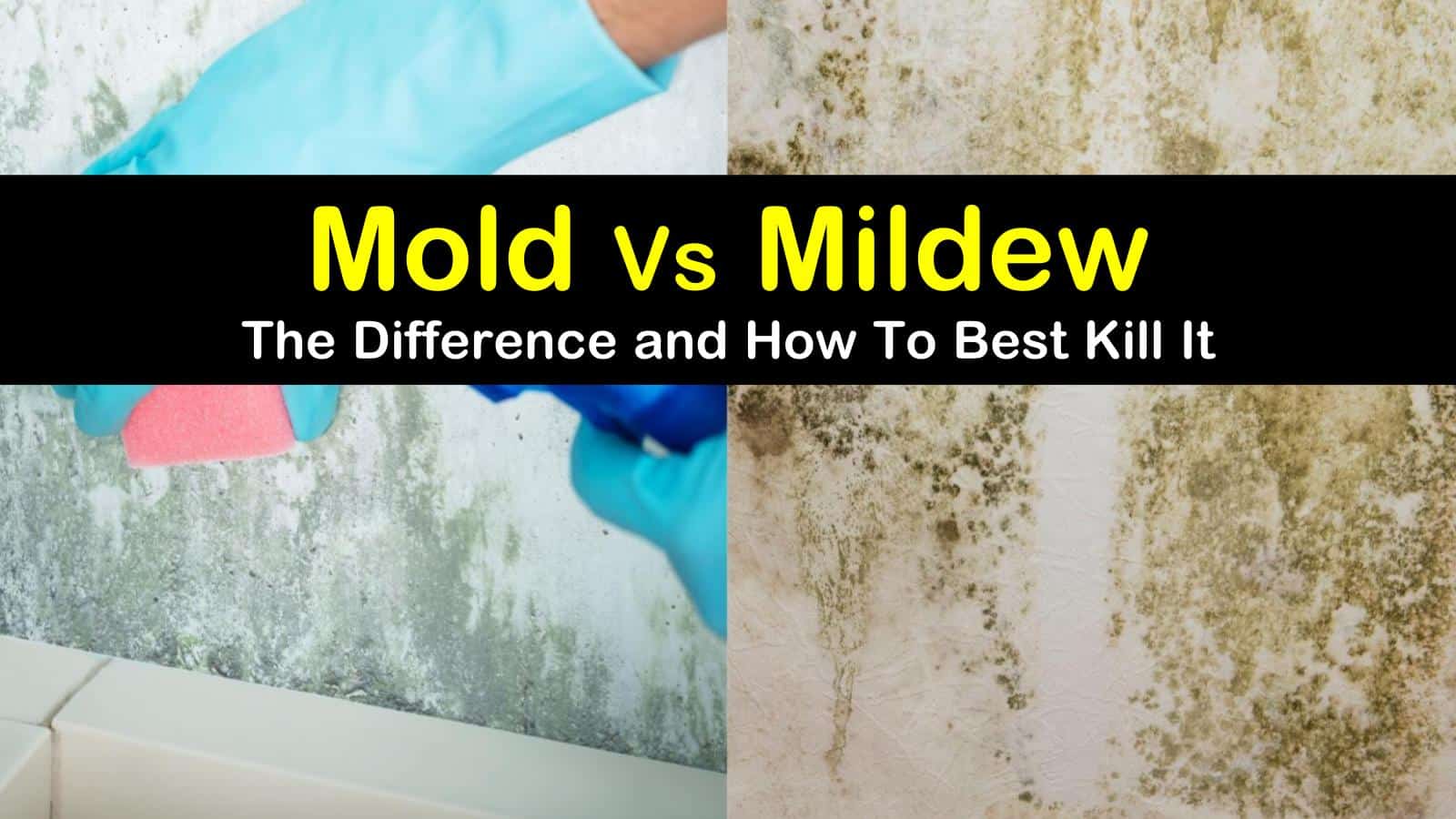 mold vs mildew titleimg1